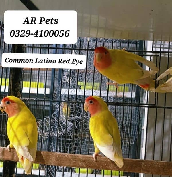 Love Birds For Sale 2