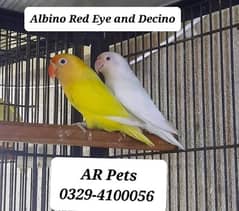 Love Birds For Sale