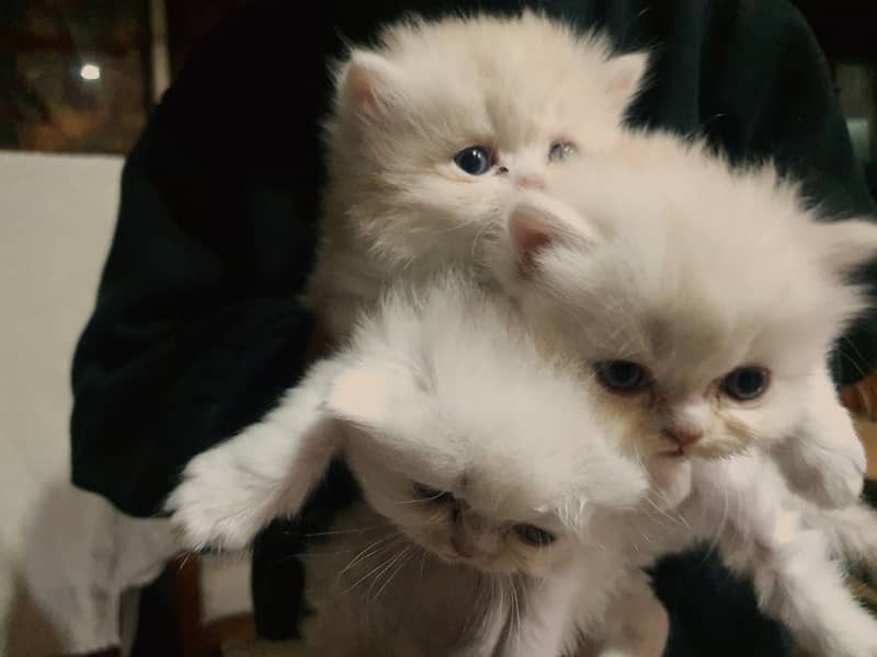 punch face kittens 2