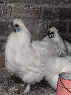 white silkie breeder male