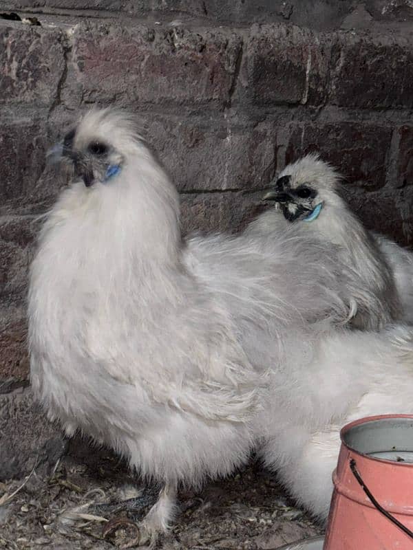 white silkie breeder male 0