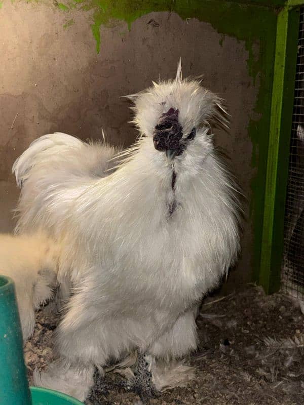 white silkie breeder male 1