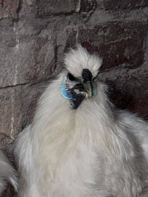 white silkie breeder male 2