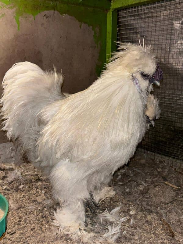 white silkie breeder male 3