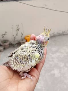 coktail chiks hand tame halty active birdz