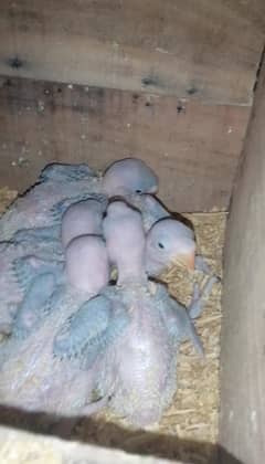 Raw Parrot Chicks