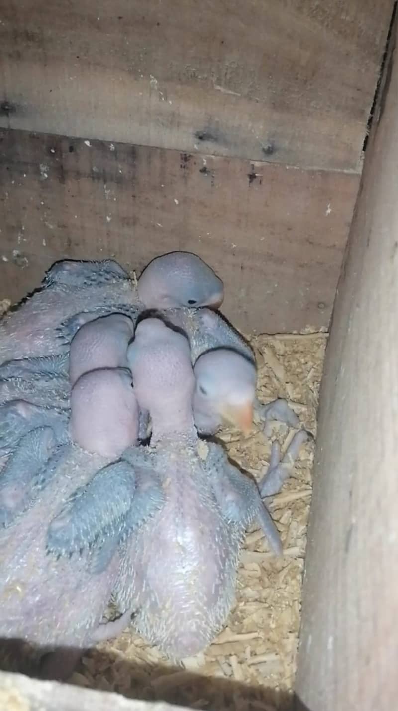 Raw Parrot Chicks 1