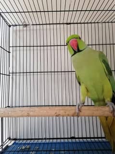 Beautiful Male for sale