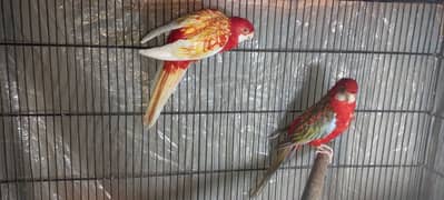 Rosella pair