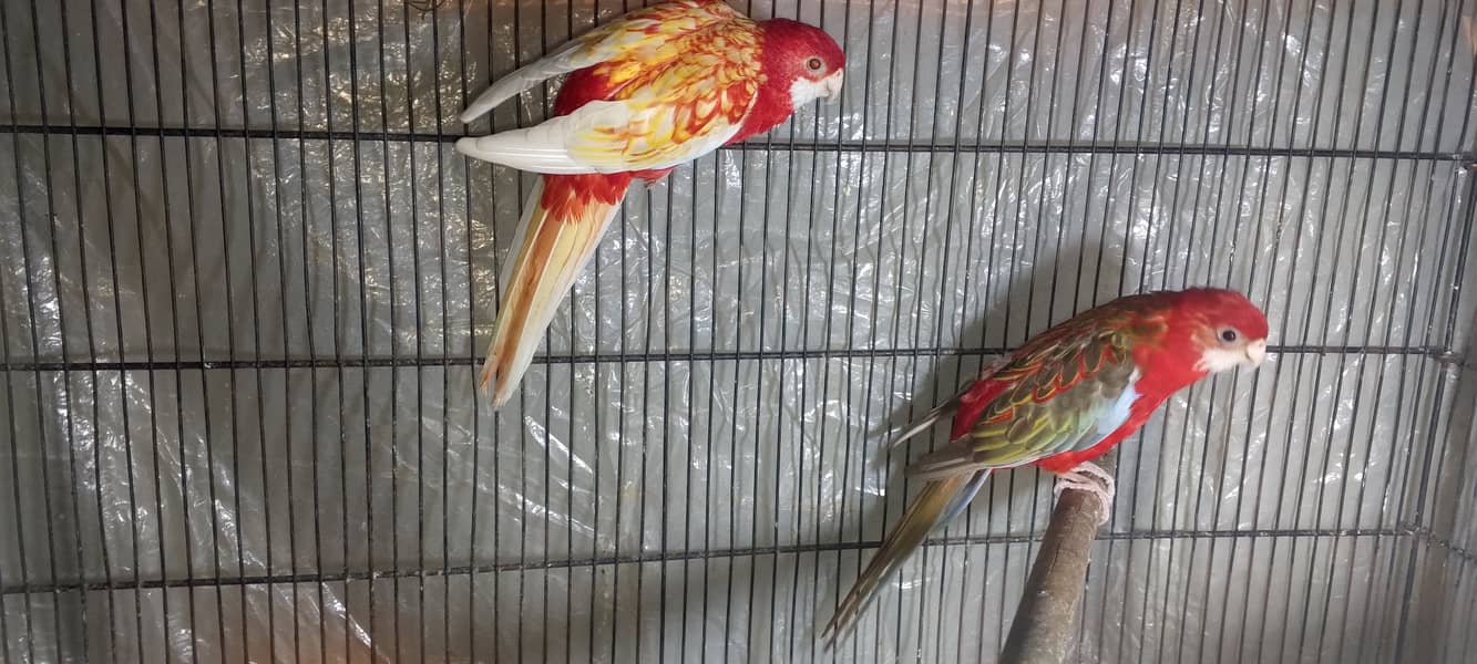 Rosella breeder pair 1