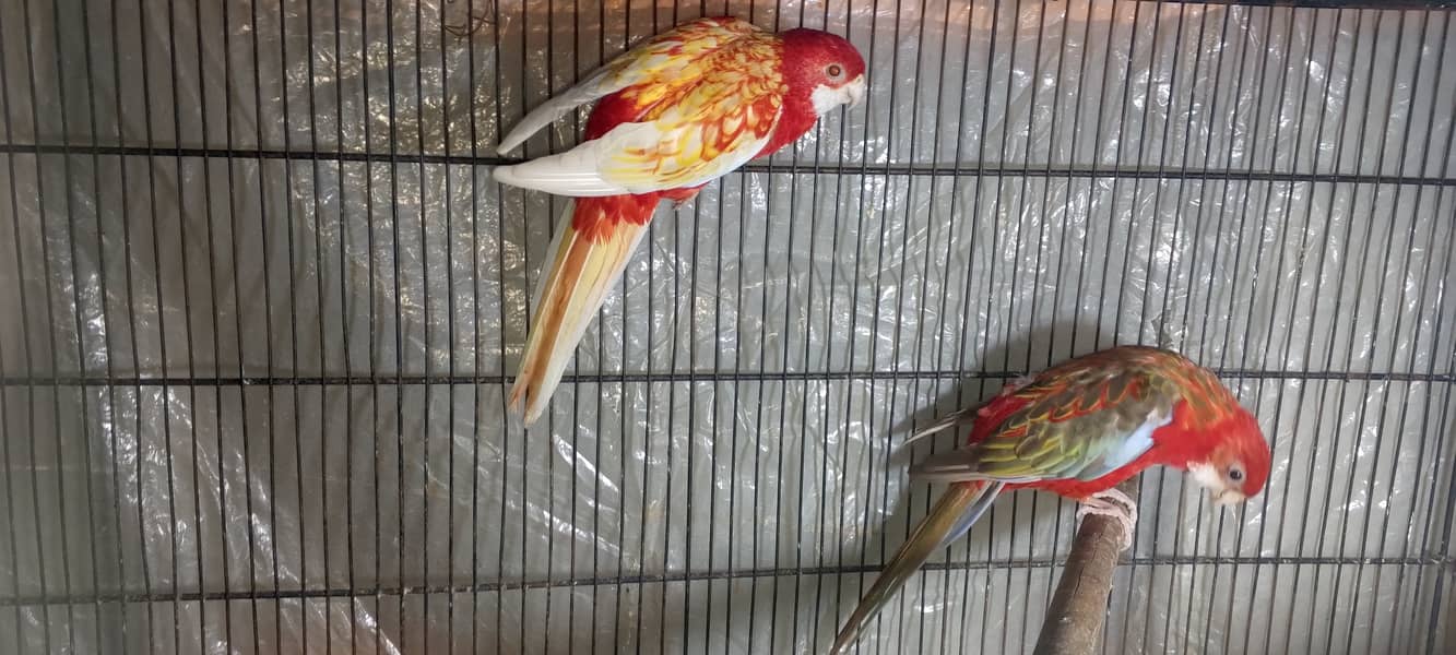 Rosella breeder pair 2