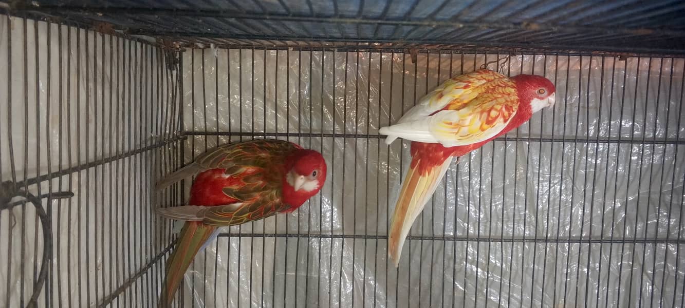 Rosella breeder pair 3