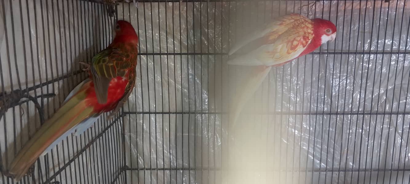 Rosella breeder pair 4