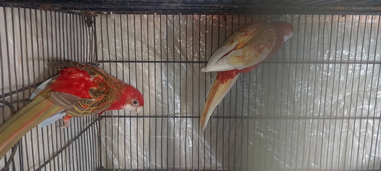 Rosella breeder pair 5