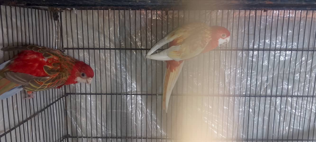 Rosella breeder pair 6