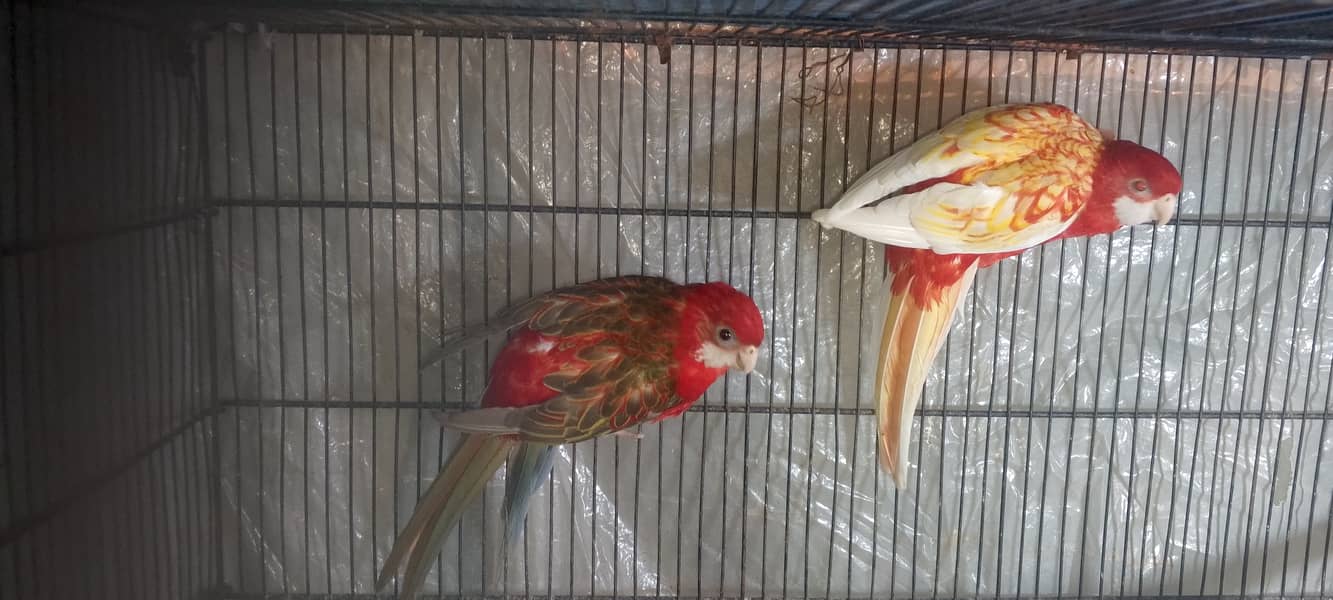 Rosella breeder pair 7