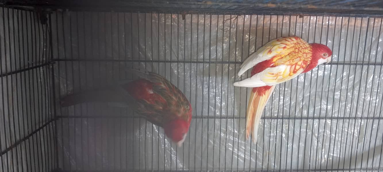 Rosella breeder pair 8