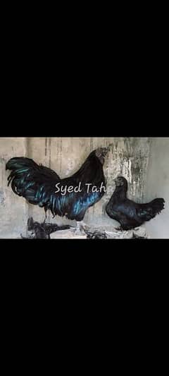 AYAM CEMANI F1 BREED PAIR IMPORTED BLOODLINE