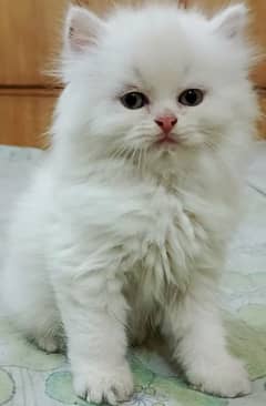 Persian Kitten for sale