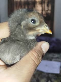 aseel chicks available