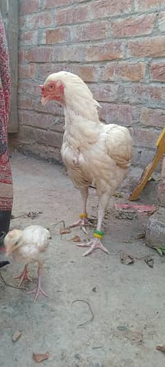 Heera aseel female