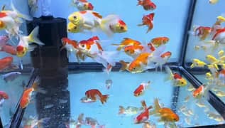 fishes for sale. . . !