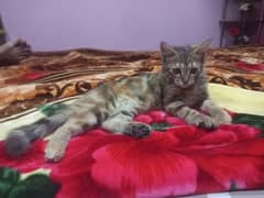 persian cat female doll face play full poti training