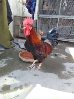 Desi Murga / Desi hen