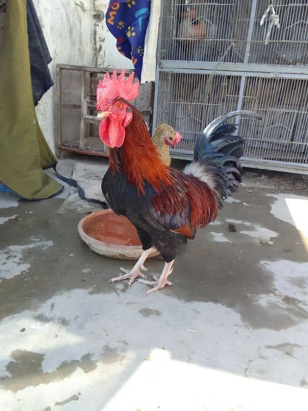 Desi Murga / Desi hen 0