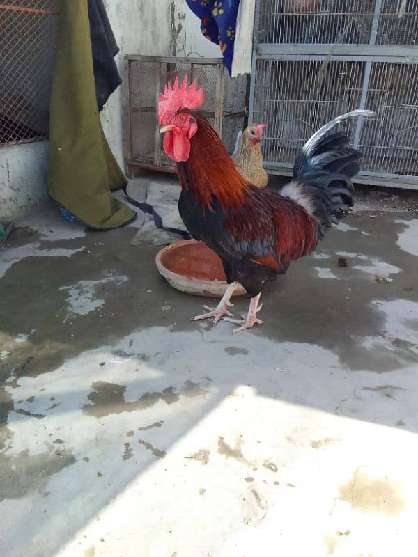 Desi Murga / Desi hen 2