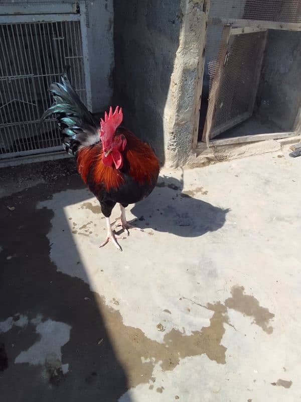 Desi Murga / Desi hen 4