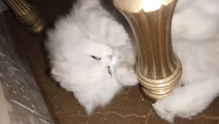 Cute Persian cat