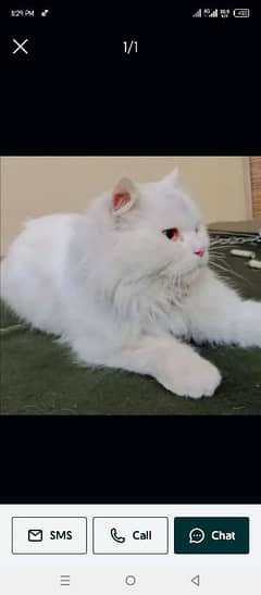 Persian cat male for sale age 1.5 year