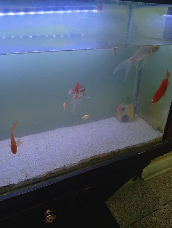 Fish aquarium with accessories for sale 2