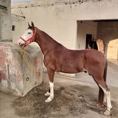 Beautifull horse for sale