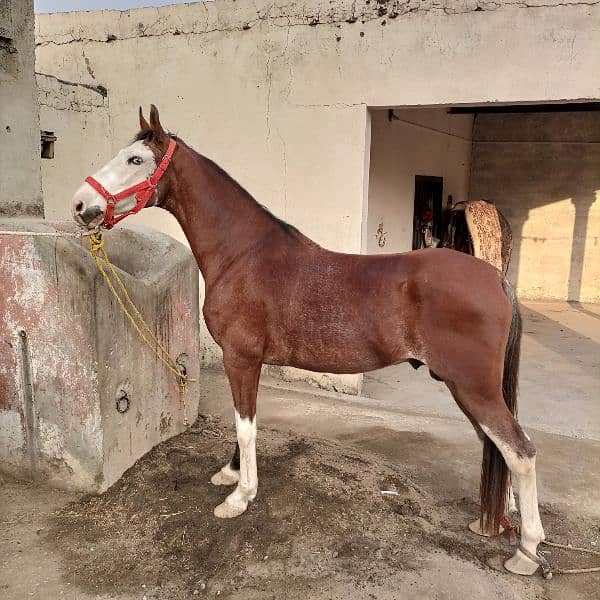 Beautifull horse for sale 1