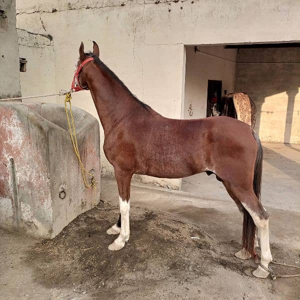 Beautifull horse for sale 2