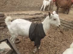 gabban bakri for sale