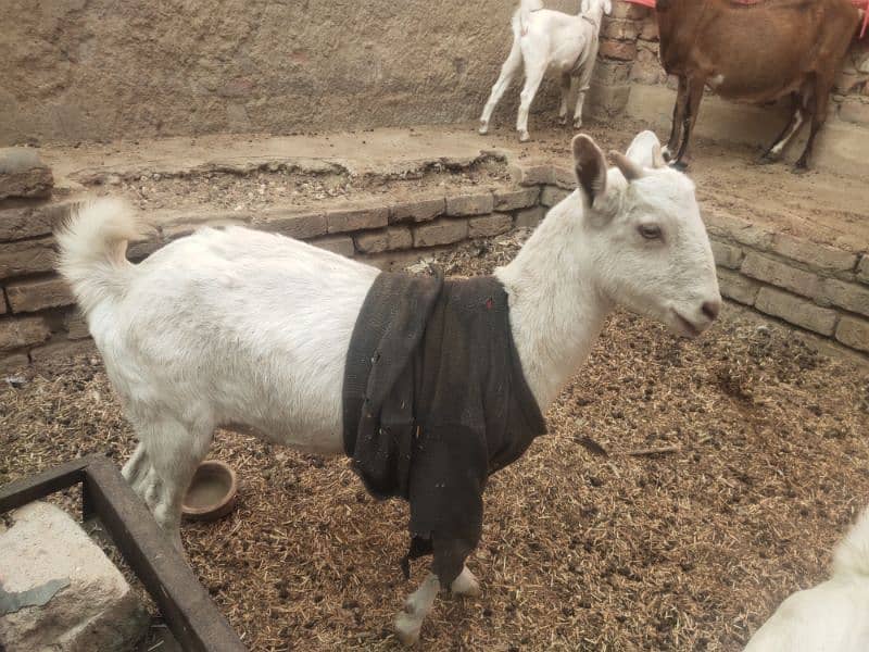 gabban bakri for sale 0