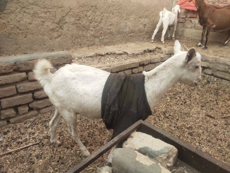 gabban bakri for sale 1