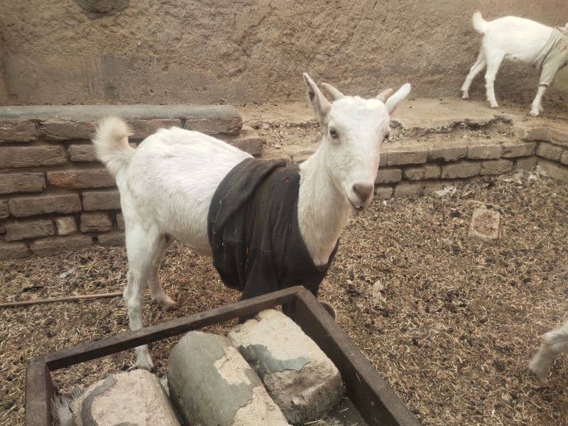 gabban bakri for sale 2