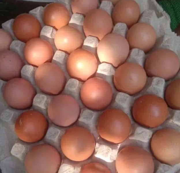 Desi eggs Desi chicks Desi murgian 0