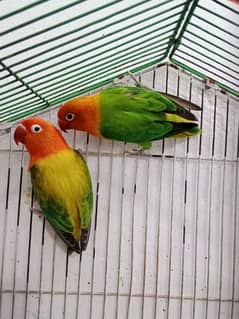 green opline love bird