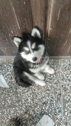 3 months husky puppies