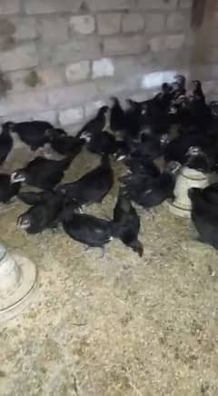 astralop chick for sale