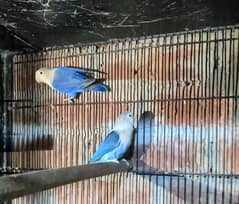 Lovebirds Blue