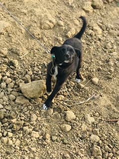 black rassian female dog available