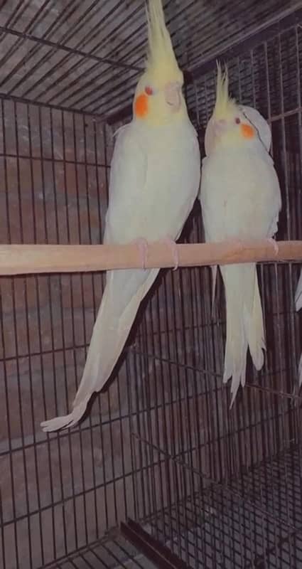 raw parrot pair 3