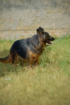 German shepherd female urgent sale