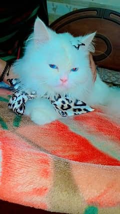 Persian Cat. . . good Looking